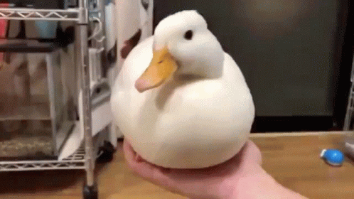 A Person Is Holding A Large White Duck With A Yellow Beak . GIF