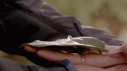 A Person Is Holding A Leaf With A Diamond In It GIF