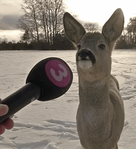 A Person Is Holding A Microphone With The Number 3 On It In Front Of A Deer GIF