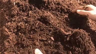 A Person Is Holding A Pile Of Brown Dirt GIF