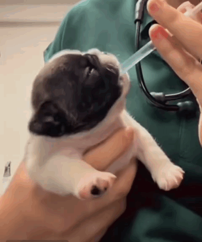 A Person Is Holding A Puppy With A Syringe In It 'S Mouth . GIF