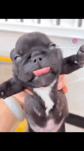 A Person Is Holding A Puppy With Its Tongue Out . GIF
