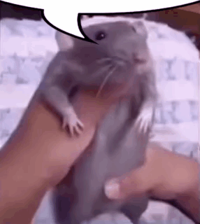 A Person Is Holding A Rat In Their Hands With A Speech Bubble . GIF
