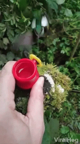 A Person Is Holding A Red Cup In Their Hand In Front Of A Bird . GIF