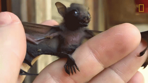 A Person Is Holding A Small Bat In Their Hand With A National Geographic Logo In The Background GIF