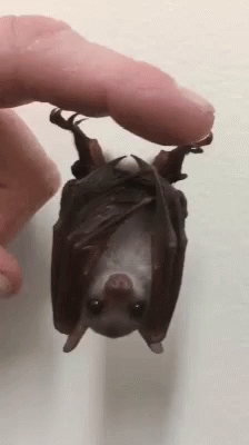 A Person Is Holding A Small Bat Upside Down In Their Hand GIF
