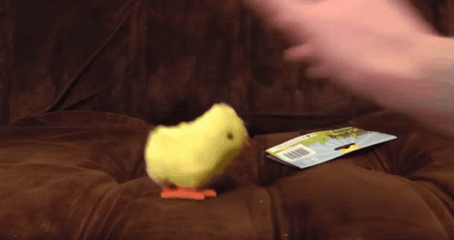 A Person Is Holding A Small Bird On A Couch GIF