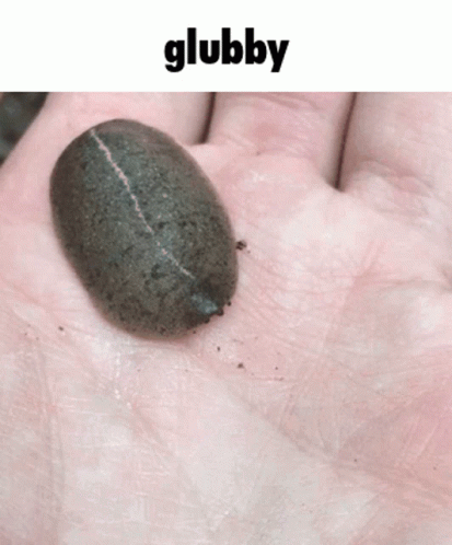 A Person Is Holding A Small Black Bug In Their Hand With The Word Glubby Above It GIF