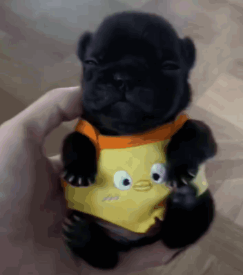 A Person Is Holding A Small Black Puppy Wearing A Yellow Shirt GIF