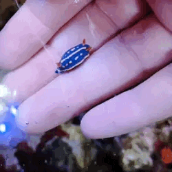 A Person Is Holding A Small Blue And White Sea Slug In Their Hands . GIF