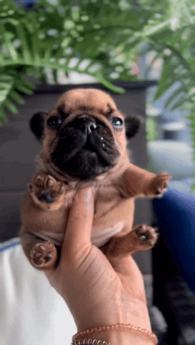 A Person Is Holding A Small Brown And Black Puppy GIF