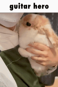 A Person Is Holding A Small Brown And White Rabbit In Their Arms With The Words Guitar Hero Above It . GIF