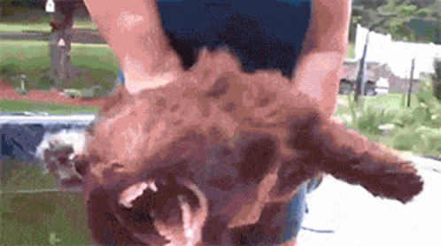 A Person Is Holding A Small Brown Dog In Their Arms . GIF