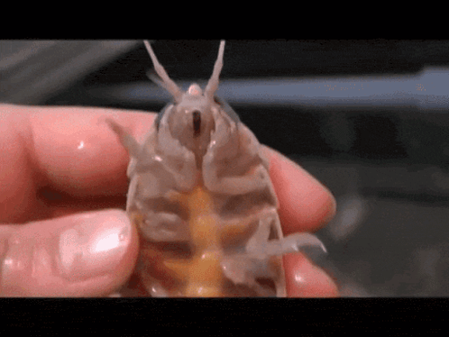 A Person Is Holding A Small Bug With A Yellow Tail GIF