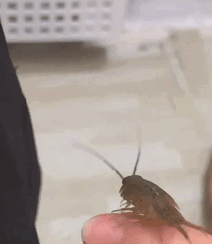 A Person Is Holding A Small Cockroach On Their Finger . GIF