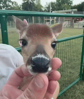 A Person Is Holding A Small Deer In Their Hands And Petting It . GIF
