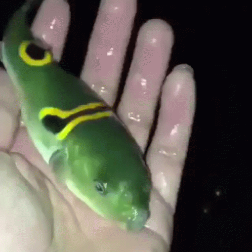 A Person Is Holding A Small Green Fish With A Yellow Stripe On Its Face GIF