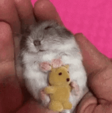 a person is holding a small hamster with a yellow teddy bear in their hands .