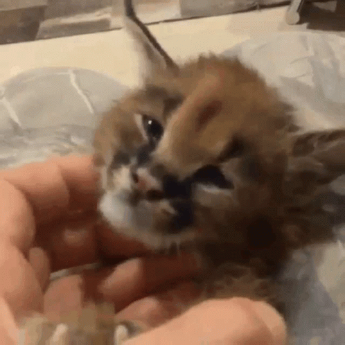 A Person Is Holding A Small Kitten In Their Hands And Petting It . GIF