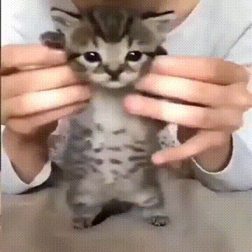 A Person Is Holding A Small Kitten In Their Hands . GIF