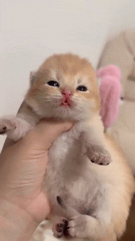 A Person Is Holding A Small Kitten With A Pink Ear GIF