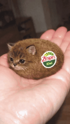 A Person Is Holding A Small Kiwi In Their Palm GIF