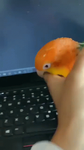 A Person Is Holding A Small Orange Bird In Their Hand GIF