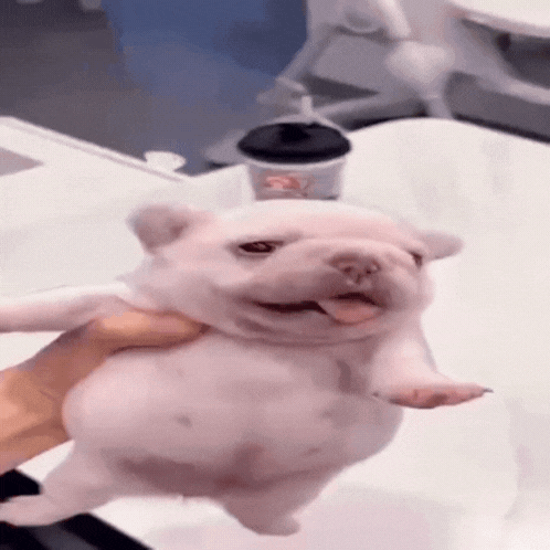 A Person Is Holding A Small White Dog In Their Hand GIF