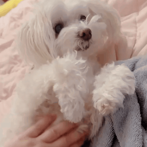 A Person Is Holding A Small White Dog On A Bed GIF
