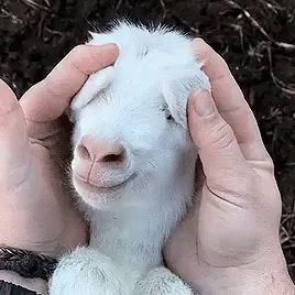 A Person Is Holding A Small White Goat In Their Hands And Petting It . GIF