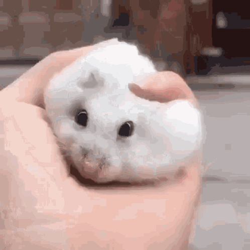 A Person Is Holding A Small White Hamster In Their Hands . GIF