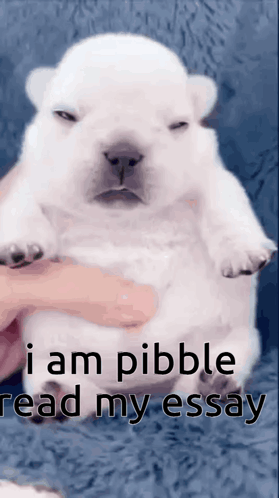 A Person Is Holding A Small White Puppy That Says " I Am Pibble Read My Essay " On The Bottom GIF
