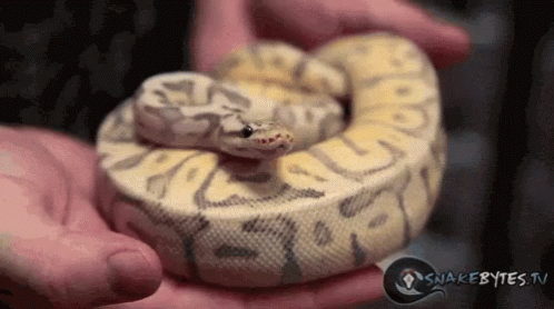 A Person Is Holding A Snake In Their Hands With Snakebytes.tv In The Corner GIF