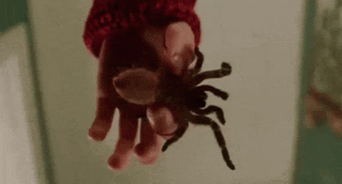 A Person Is Holding A Spider In Their Hands . GIF
