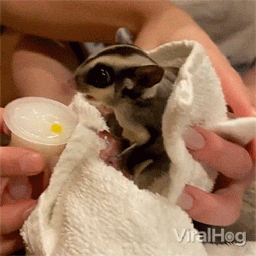 A Person Is Holding A Sugar Glider Wrapped In A White Towel GIF