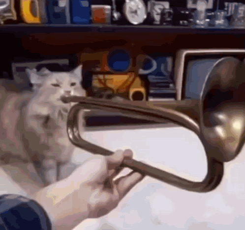 A Person Is Holding A Trumpet With A Cat In The Background . GIF