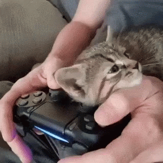 A Person Is Holding A Video Game Controller With A Kitten Laying On Top Of It . GIF