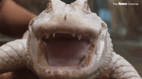 A Person Is Holding A White Alligator With Its Mouth Open And The Roku Channel Written On The Bottom GIF