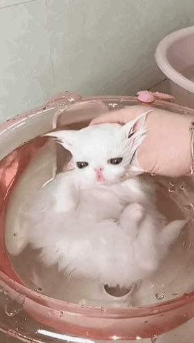A Person Is Holding A White Cat In A Pink Bowl Of Water GIF