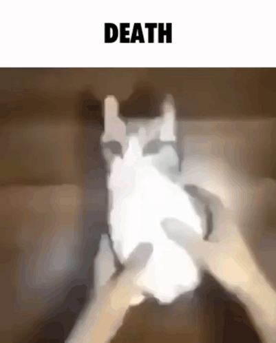 A Person Is Holding A White Cat In Front Of A Sign That Says Death GIF