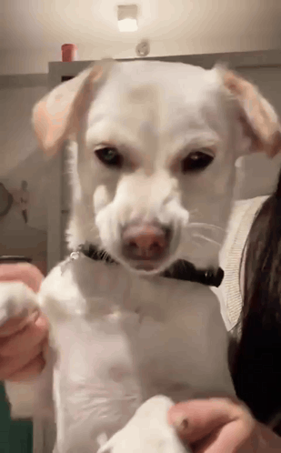 A Person Is Holding A White Dog In Their Arms . GIF