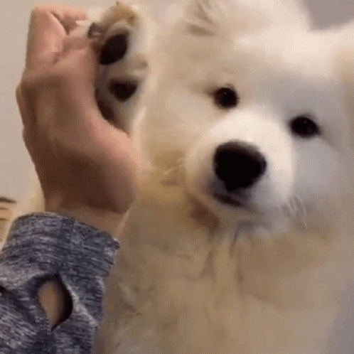 A Person Is Holding A White Dog 'S Paw In Their Hand . GIF
