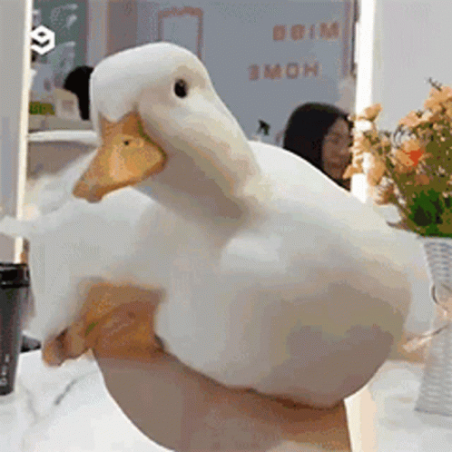 A Person Is Holding A White Duck In Their Hand In Front Of A Mirror . GIF