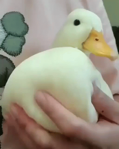 A Person Is Holding A White Duck In Their Hands GIF
