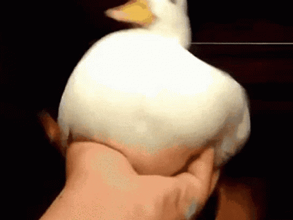 A Person Is Holding A White Duck In Their Hands . GIF