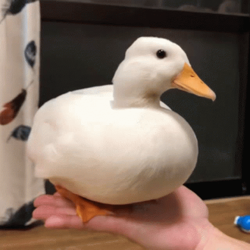 A Person Is Holding A White Duck On Their Hand GIF