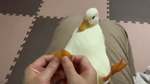 A Person Is Holding A White Duck 'S Feet While It Stands On Their Lap . GIF