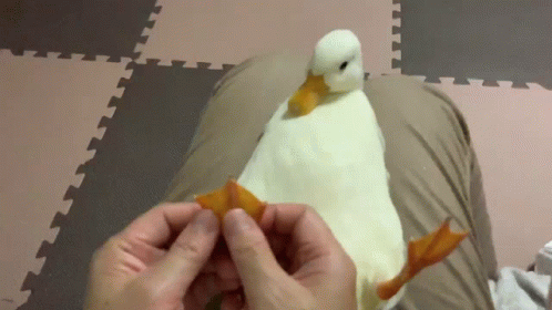 A Person Is Holding A White Duck 'S Feet While Sitting On A Bed . GIF