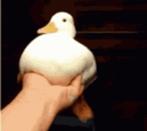 A Person Is Holding A White Duck With A Yellow Beak In Their Hand . GIF