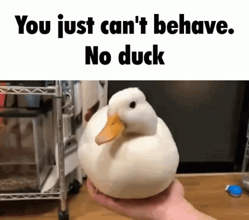 A Person Is Holding A White Duck With The Words " You Just Can 'T Behave No Duck " Above It GIF